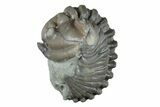 Wide Enrolled Flexicalymene Trilobite - Mt Orab, Ohio #257796-2